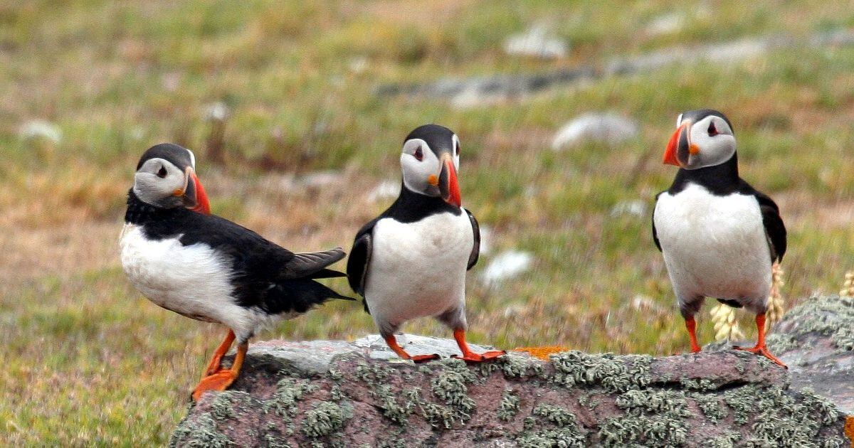 Puffins have once again returned to the Bailiwick with populations stable. The Alderney Wildlife Trust started its Puffin Watch project last year, using cameras to monitor and the record population.