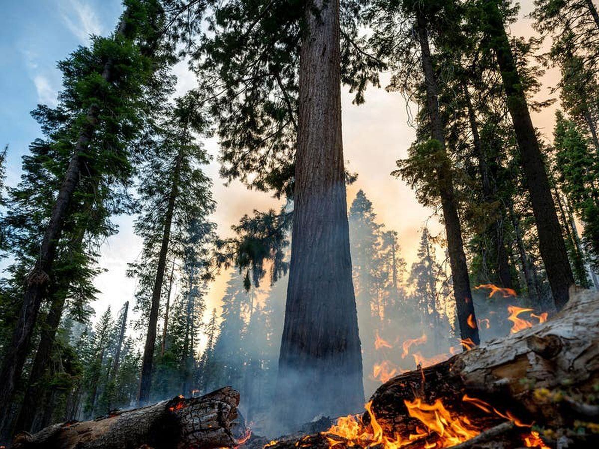 Giant redwood forest threatened by wildfire