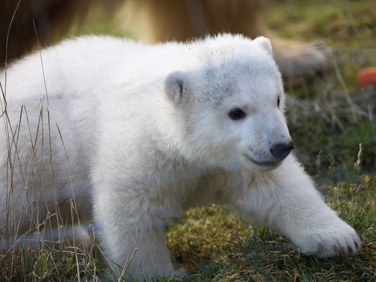 Meet Brodie: Name of polar bear cub born at Highlands wildlife park is ...