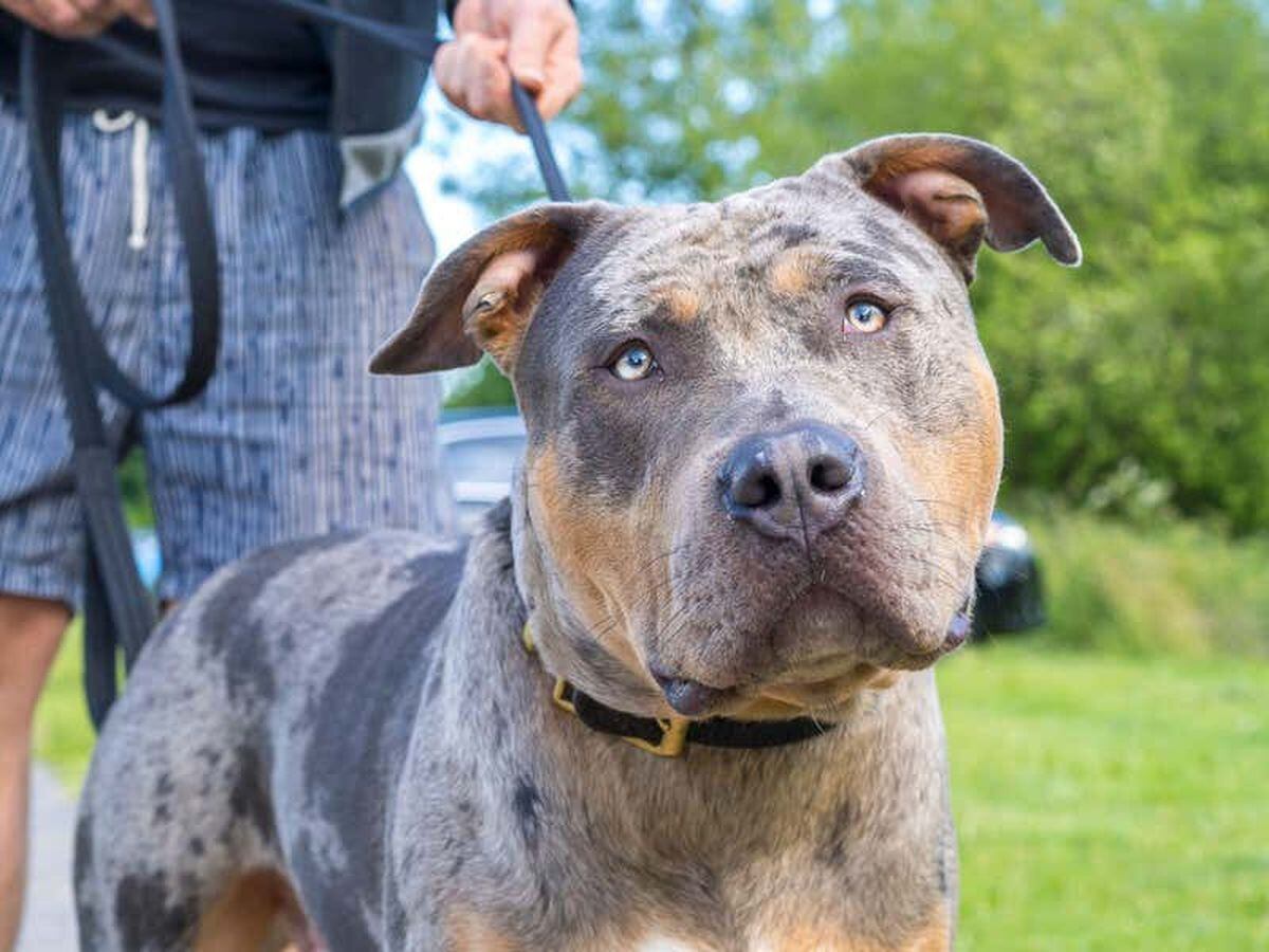 Existing American XL bully dogs will be ‘safely managed’ under ban plan – No 10