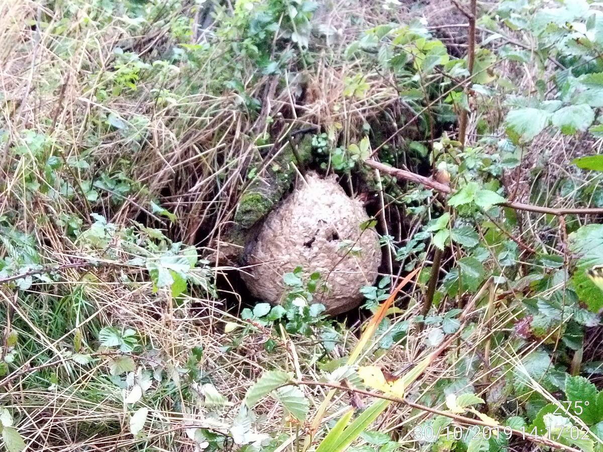 Sark Asian Hornet Nest One Of The Largest Found In Bailiwick Guernsey   BPXJUMRANJCDLCHV3JJPM4XH7Y 