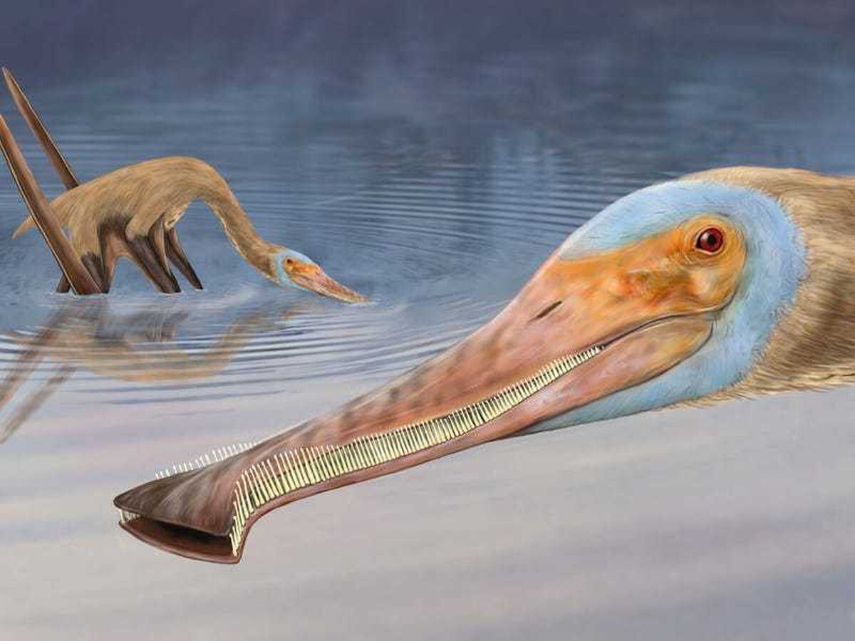 New pterosaur with more than 400 teeth unearthed in Germany
