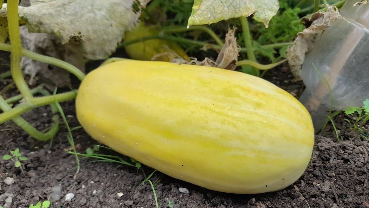 Cucumber ripening fit to burst. (Picture by Paul Savident) (31293208)