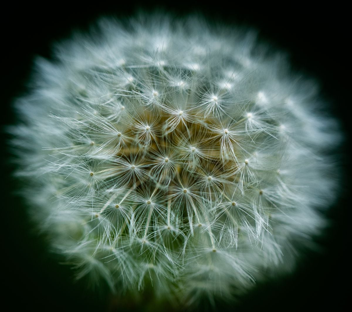 Dandelion seed head. (Picture by Richard Leighton-Hammond) (30765341)