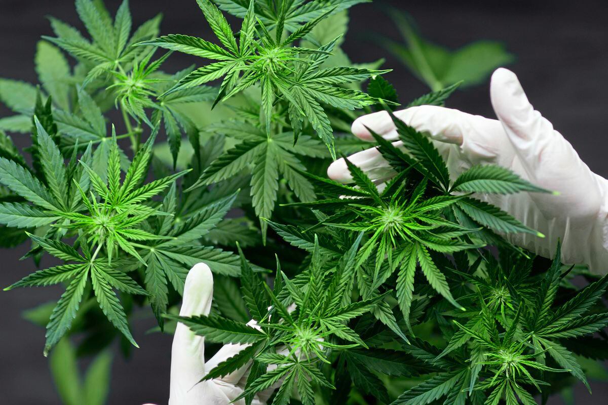 Bailiwick residents will be able to seek a prescription for medical cannabis off-island and have it imported, following changes to the law being proposed by Health and Social Care.