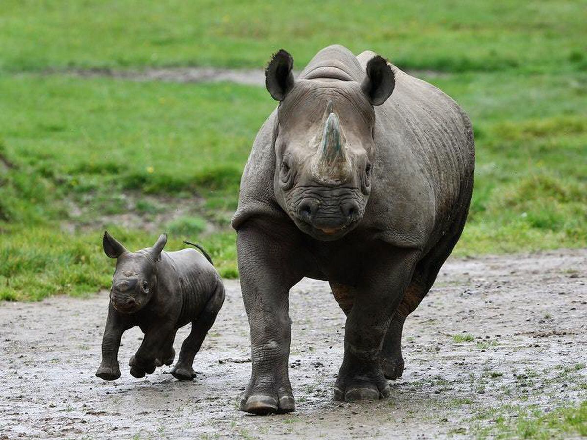 Population of critically endangered African rhino ‘slowly increasing