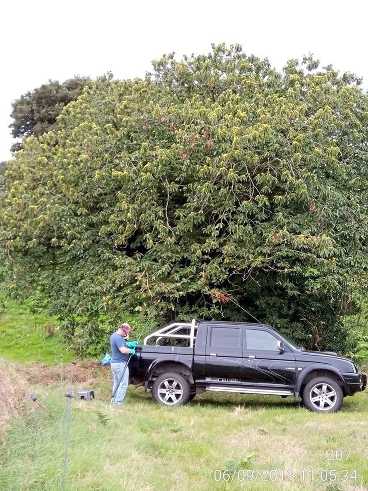 First Guernsey Asian Hornet Nest Of 2019 Discovered In St Saviour S   3CP54MOHNNFK3OT2EDAK7ESXAI 