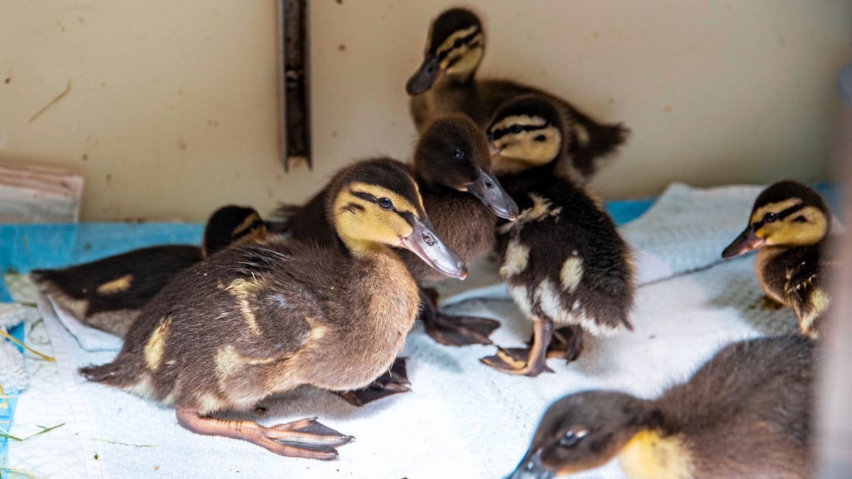 GSPCA takes in 16 lost ducklings | Guernsey Press