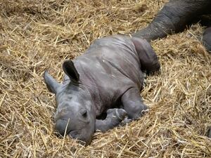 knowsley safari park rhino