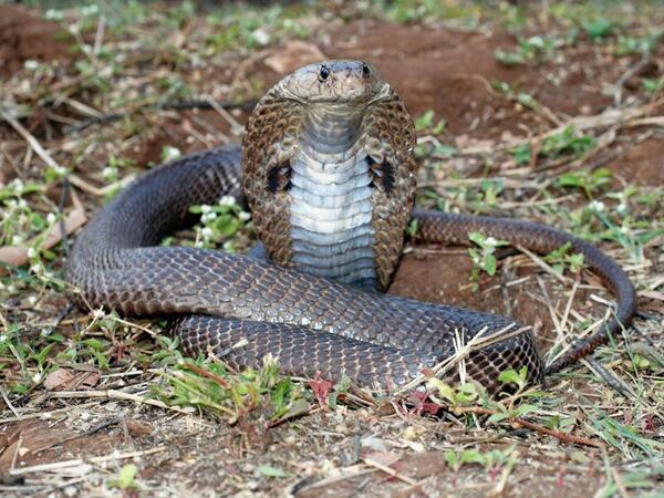 Researchers discover new antidote for cobra bites | Guernsey Press