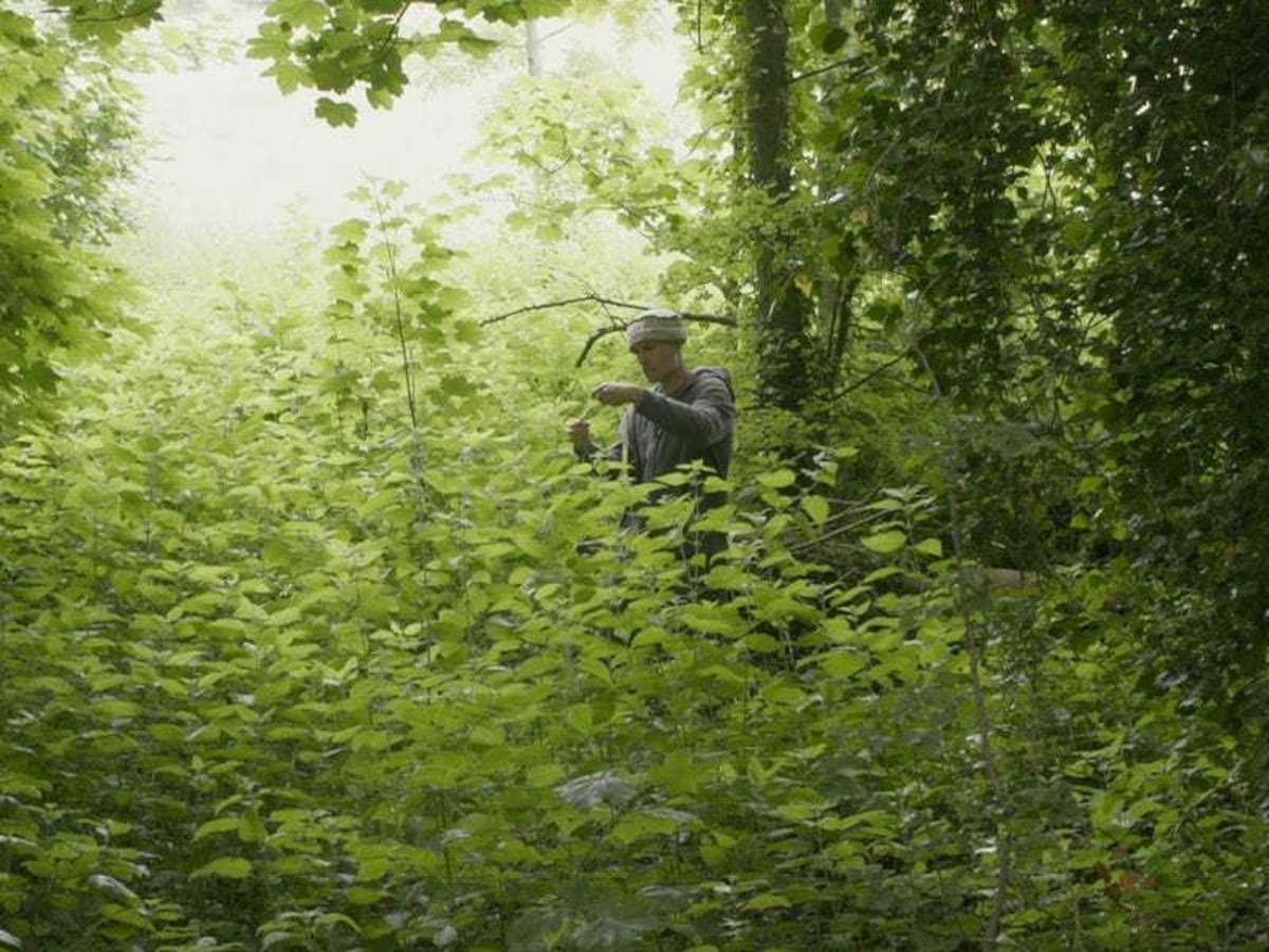 Man spends seven years making stinging nettle dress as he processes ...