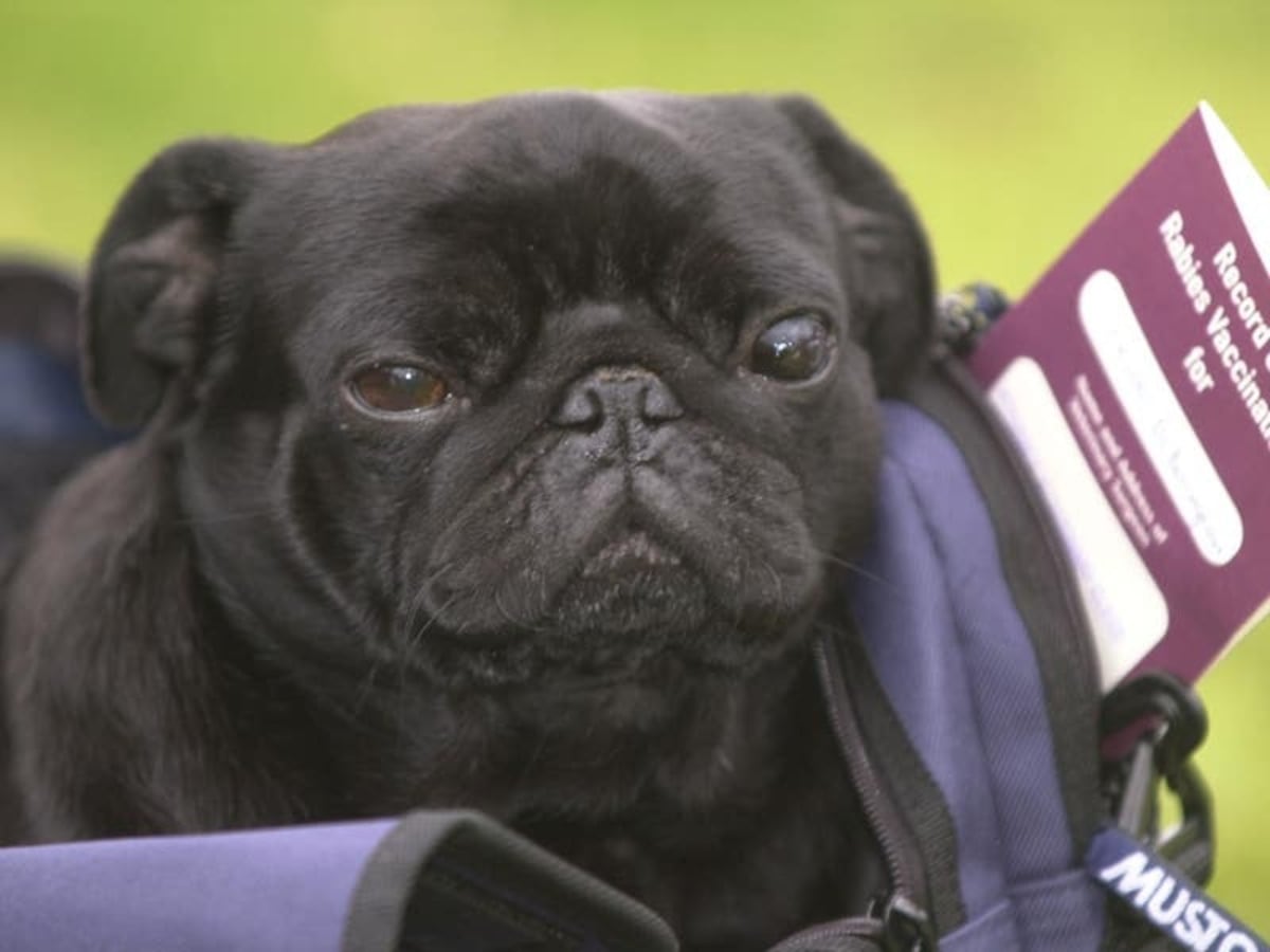 Northern Ireland pet travel scheme approved despite Unionist opposition