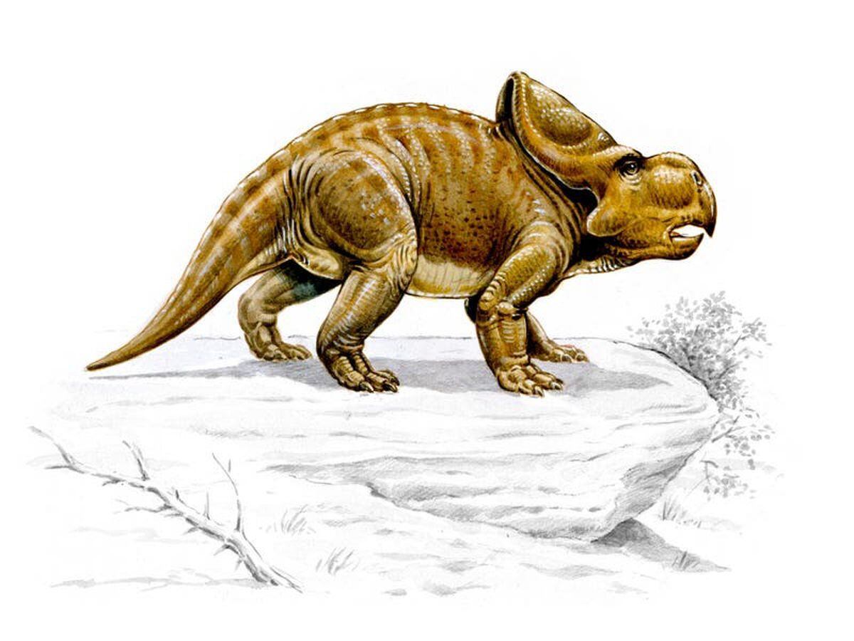 dinosaur with one horn and frill