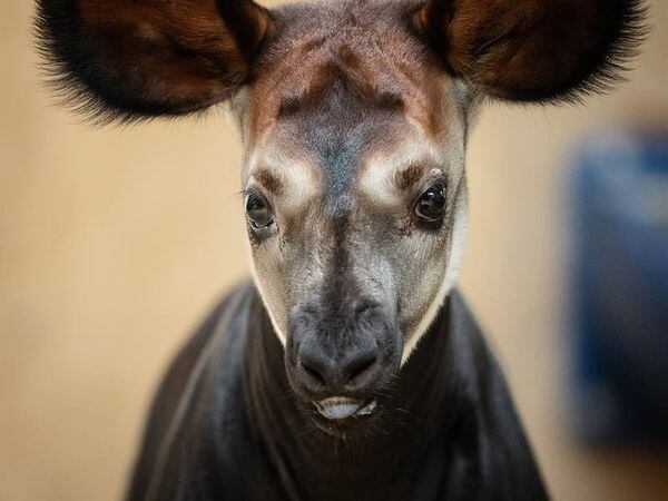 Dublin Zoo announces birth of endangered okapi calf
