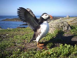 An estimated 160 breeding pairs of puffins are being monitored on Burhou through the Alderney Wildlife Trust’s trail camera, deployed near a burrow, and PuffinCam to survey puffins rafting on the water. (Picture supplied by Alderney Wildlife Trust)