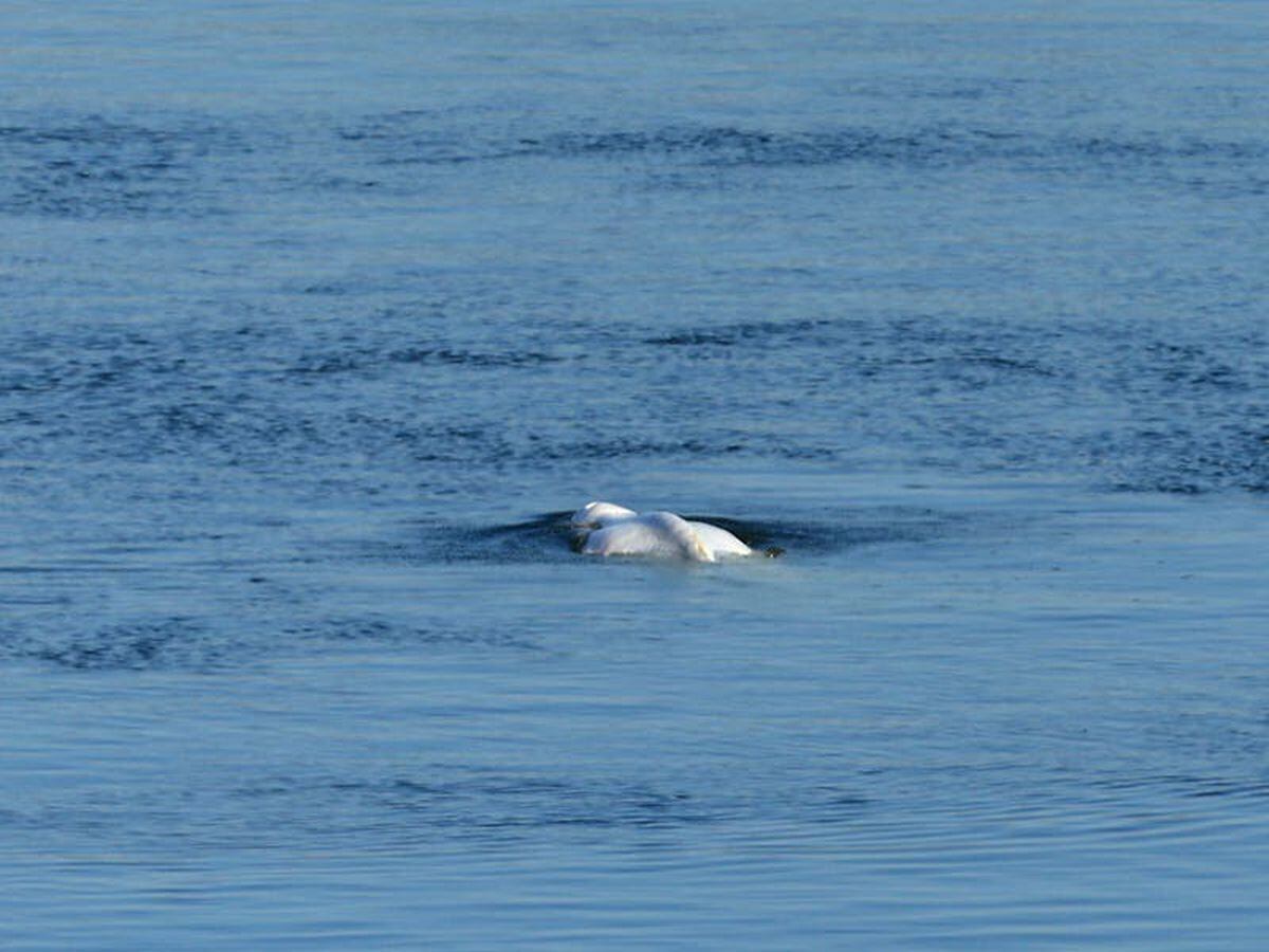 Beluga whale stranded in French river dead, authorities say