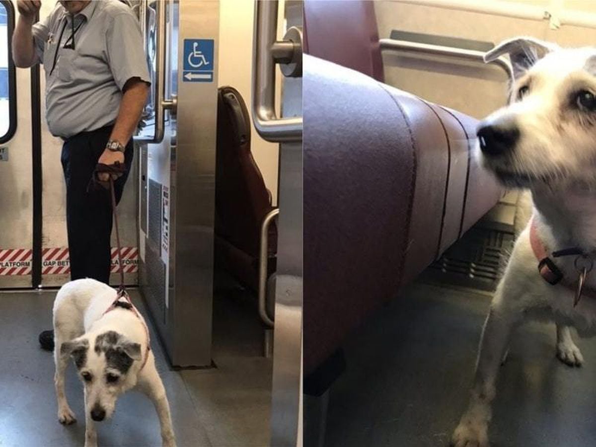 Train conductor halts traffic and gives chase to rescue lost dog from ...