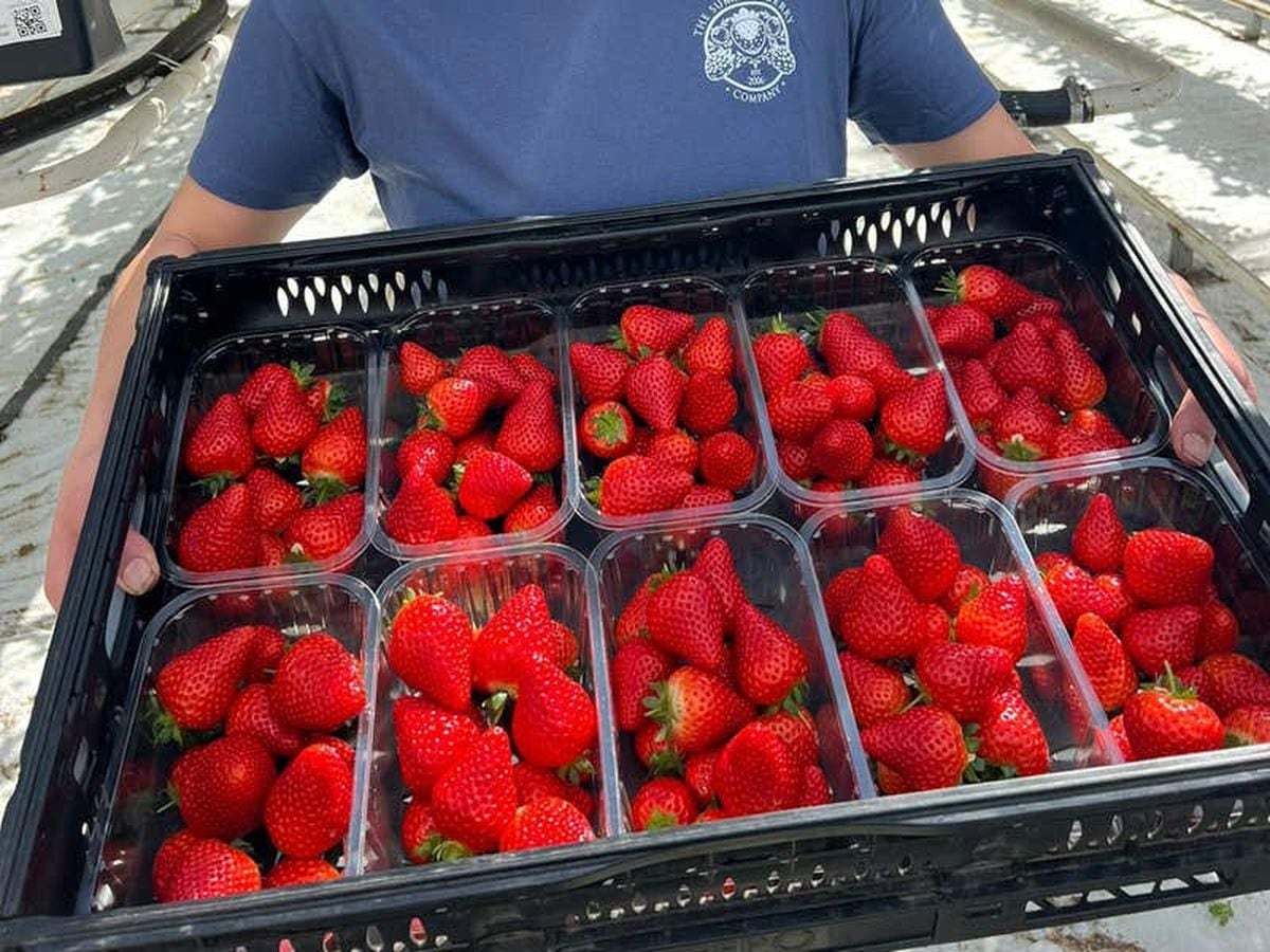 Sunshine helps grow first commercial batch of strawberries to go on ...