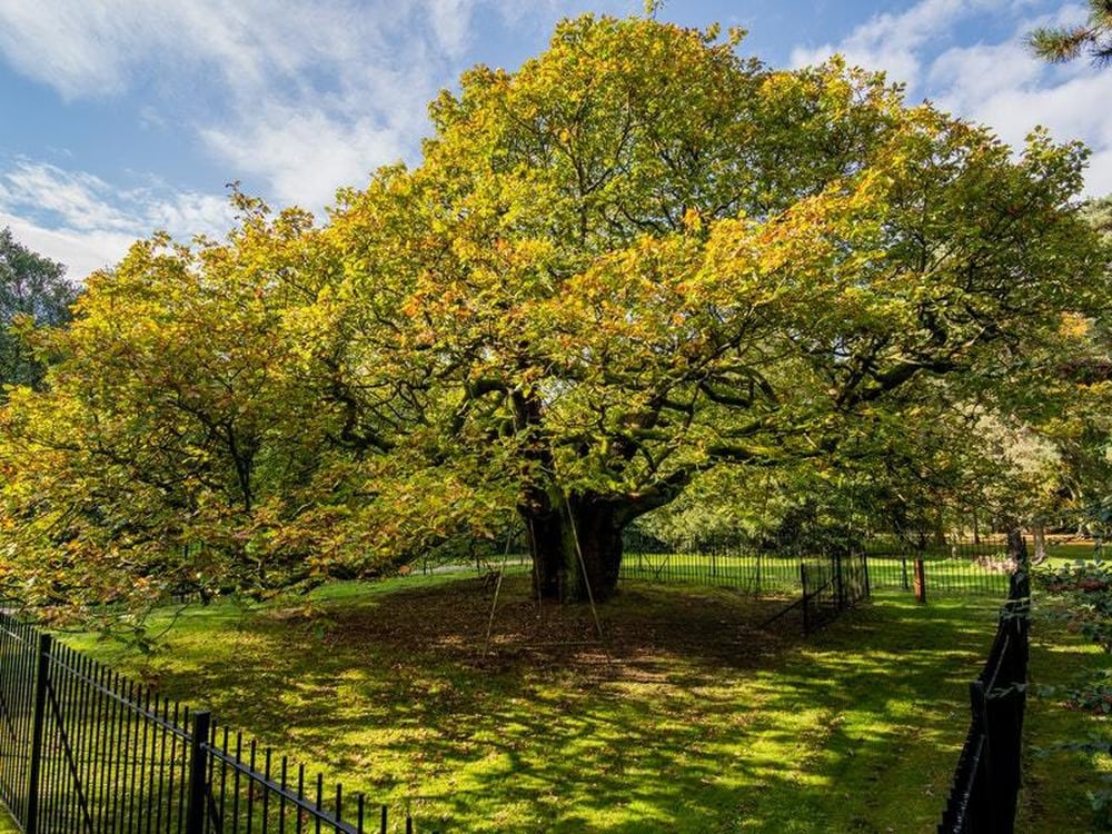 England’s Tree of the Year announced Guernsey Press