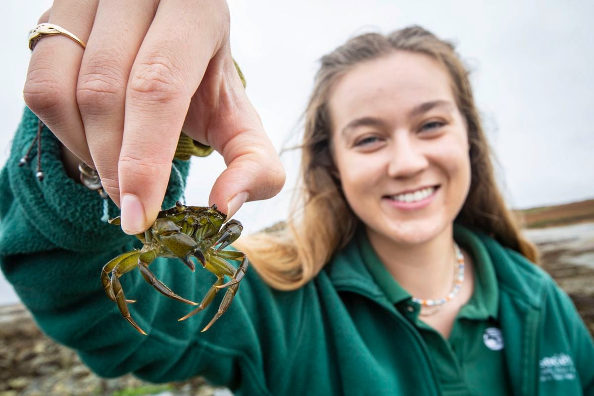 Education Conservation Assistant Sarah Allez at Lihou. (Picture by Peter Frankland, 30063608)