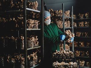 Mushroom firm grows as demand for exotic varieties surges