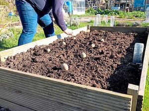 Early potato planting. (Picture by Paul Savident) (30643547)