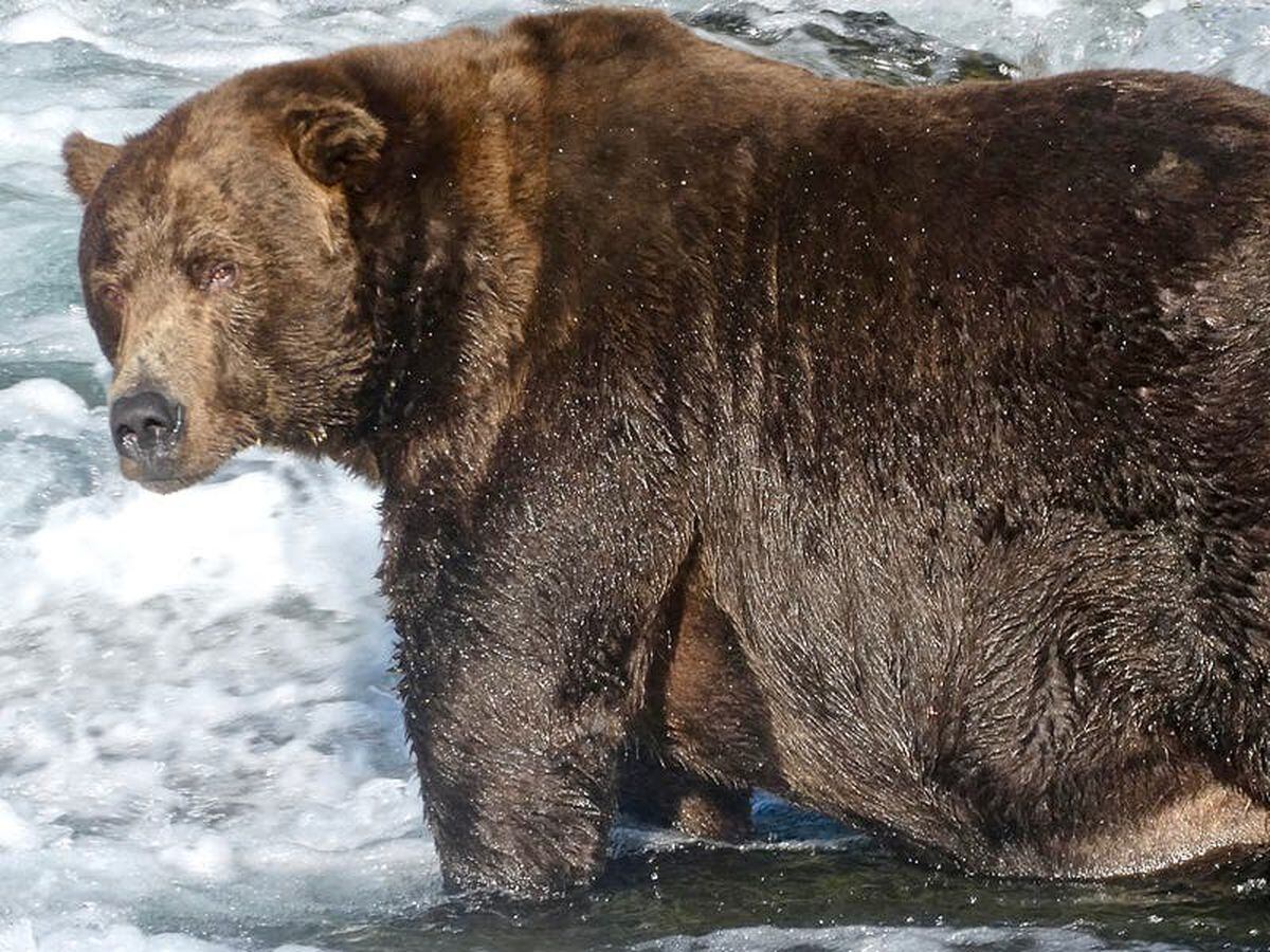 Winner of ‘fattest bear’ competition crowned ahead of hibernation