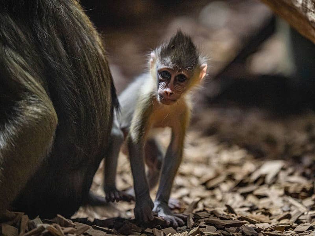 Mandrill babies born five weeks apart after 10-year gap at zoo