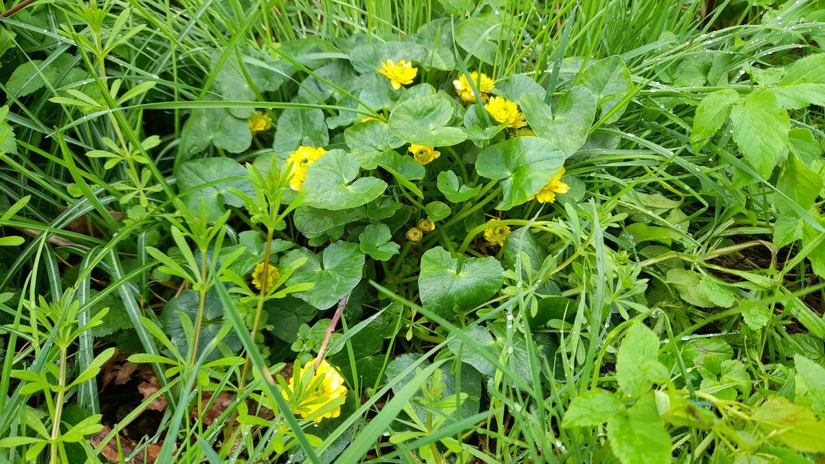 Double celendine. (Picture by Paul Savident) (32125270)