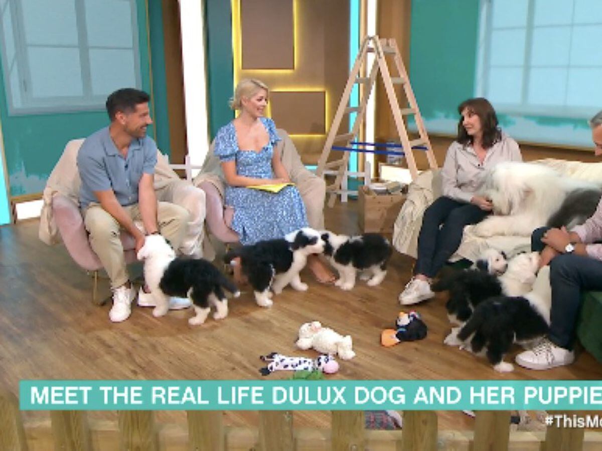 This Morning descends into chaos as Dulux puppies run rampage on set