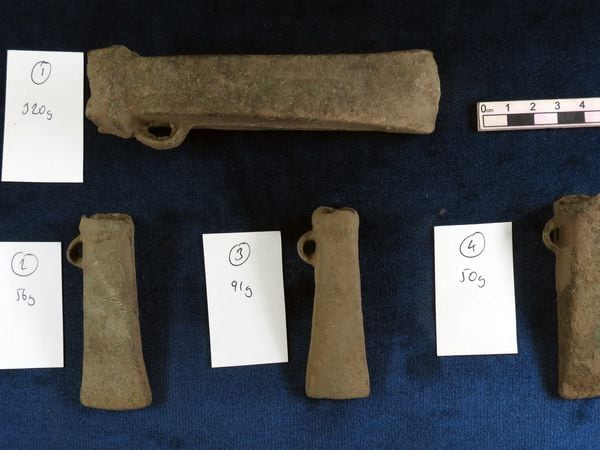 The ceremonial socketed bronze axes, which were made in Brittany in 700 BC, were found by a licensed metal detectorist. (Picture supplied by Dr Phil de Jersey)