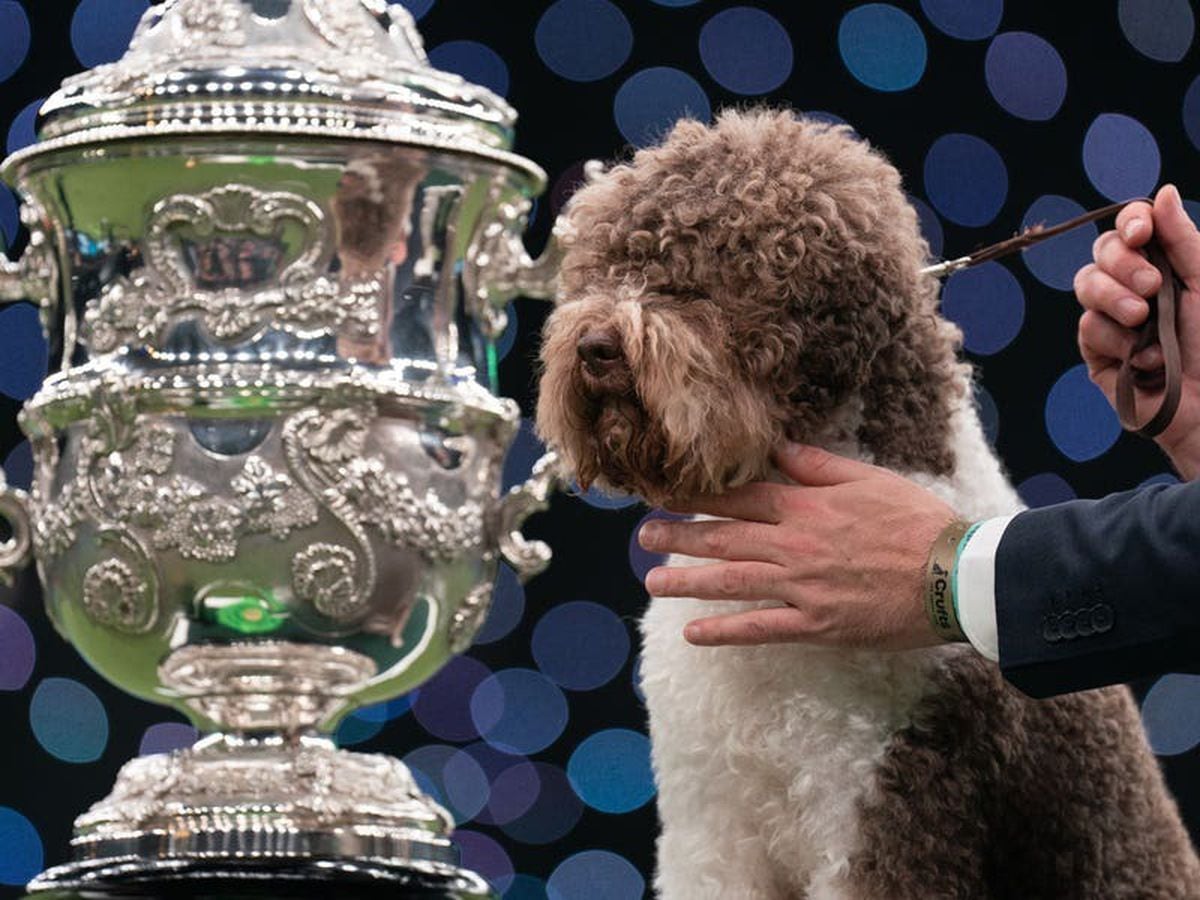 Dog whose tail ‘never stops wagging’ crowned best in show at Crufts