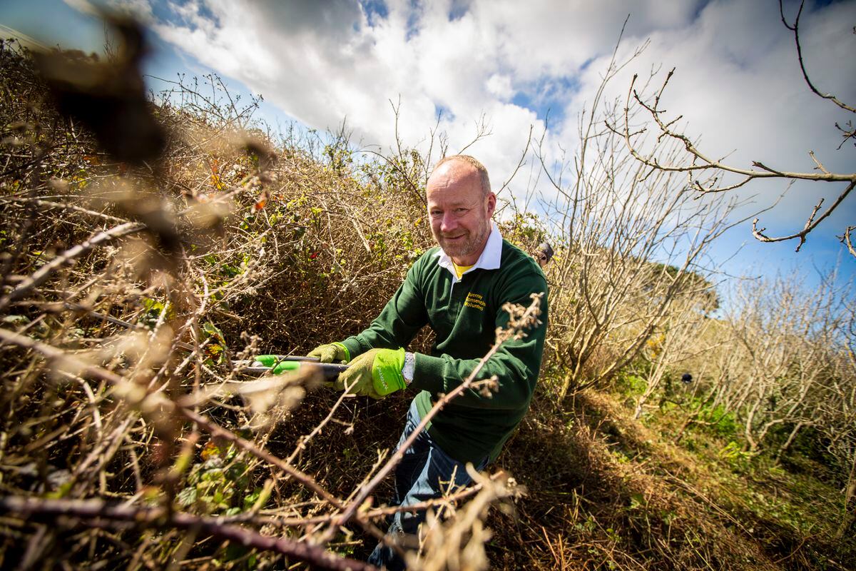 Guernsey Conservation Volunteers member Ian Wood cutting back brambles at Bordeaux to help native trees survive on the former landfill site. (Picture by Sophie Rabey, 31920318)