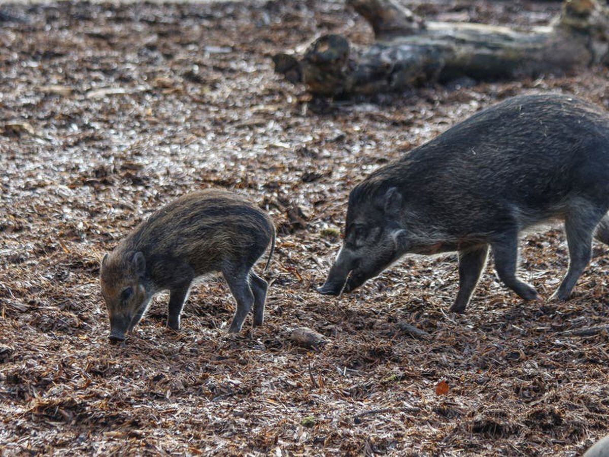 One of the world’s rarest pigs to celebrate first Mother’s Day with newborn