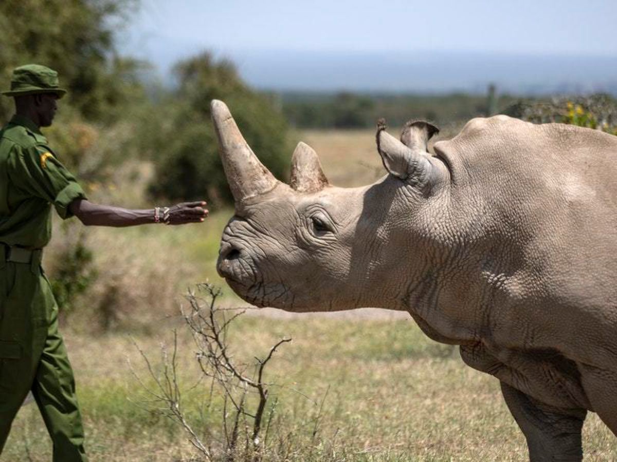 Third embryo created in efforts to save northern white rhino from