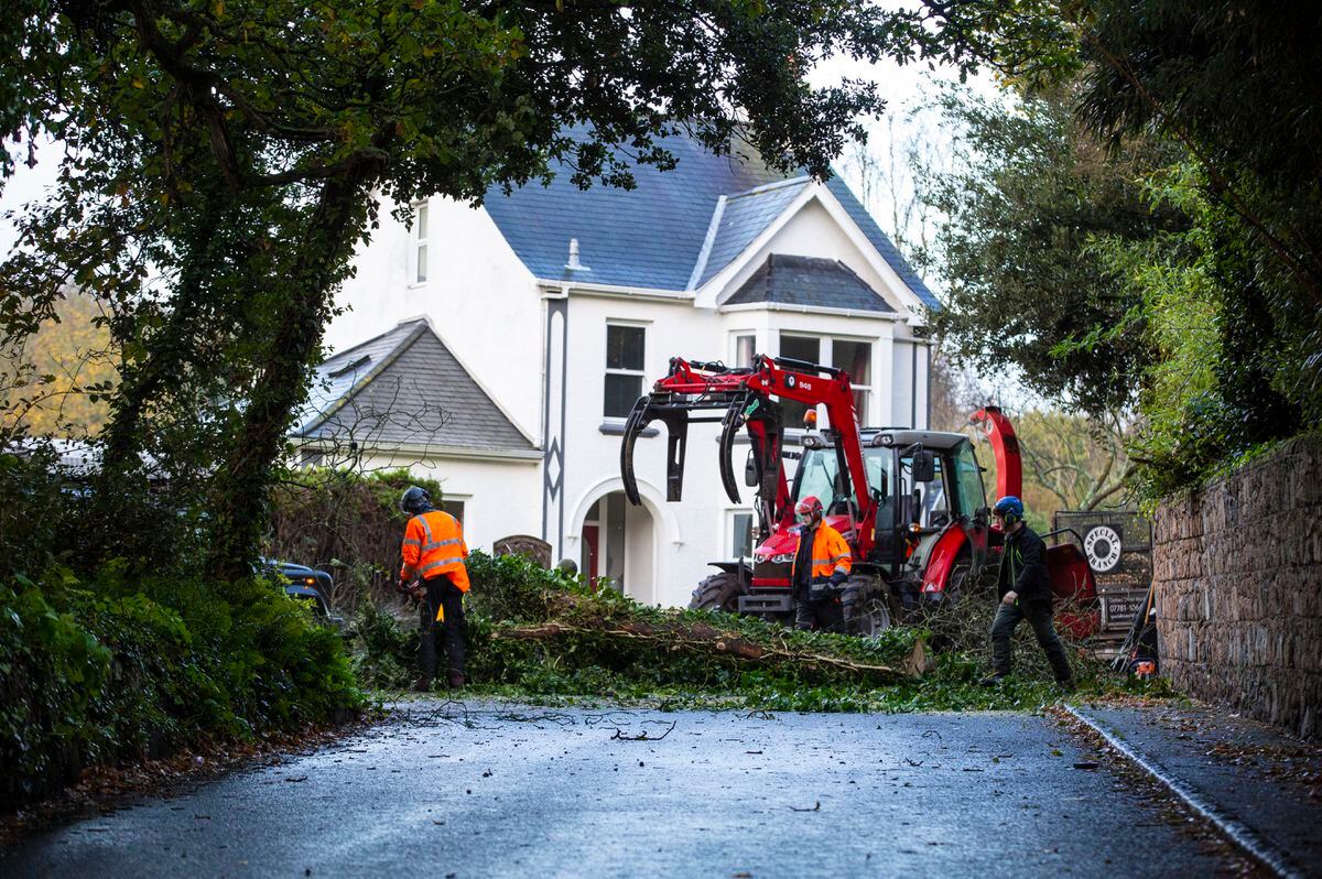 Special Branch tree surgeons clearing the fallen horse chestnut tree yesterday morning at the junction between Mont D’Aval and La Haye du Puits, Castel.  (Picture by Peter Frankland, 31498199)