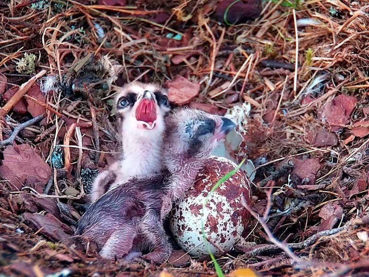 Second osprey chick hatches at Scottish wildlife reserve