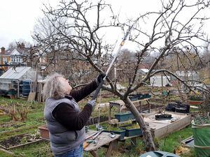 Pruning an old apple tree. (Pictures by Paul Savident) (31847031)