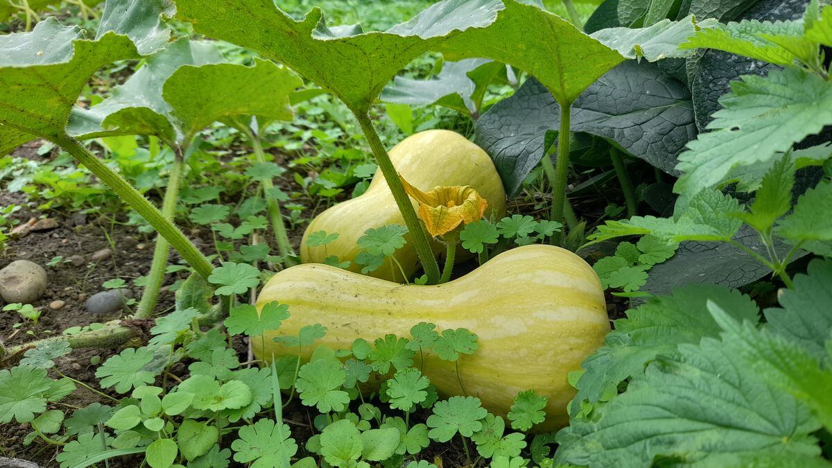 Waltham butternut squash Ripening. (Picture by Paul Savident) (31293214)