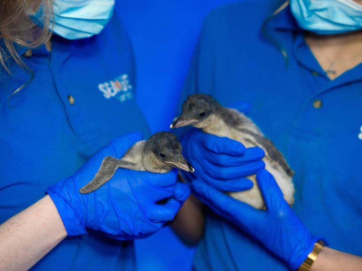 Two penguin chicks hatch at UK aquarium | Guernsey Press