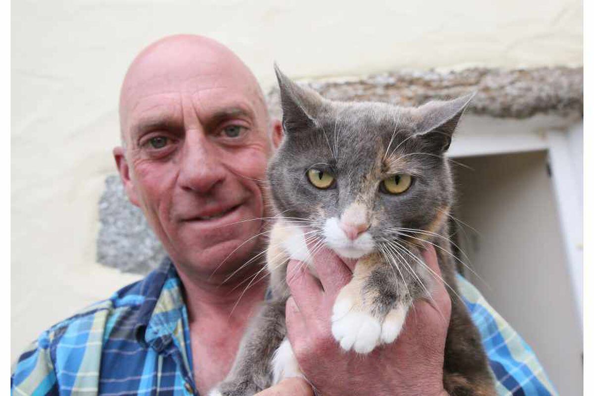 Petit Bot lover Millie likes being a 'stray' cat | Guernsey Press